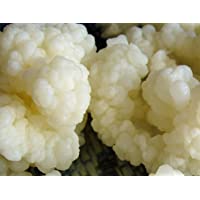 Kombuchaorganic® - 10 g de gránulos de kéfir de leche cruda orgánica certificada- producto vivo de leche de vaca…